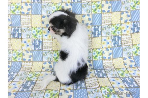 成約済の千葉県のチワワ(ロングコート)-153284の8枚目